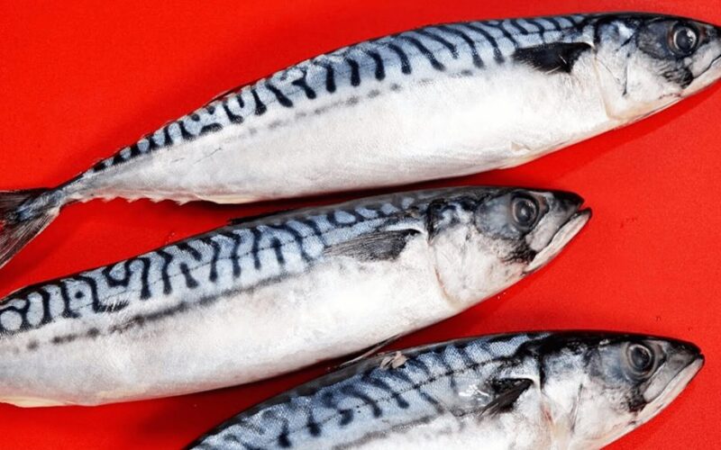 strange object found in mackerel