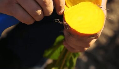 sweet yellow beetroot surprise