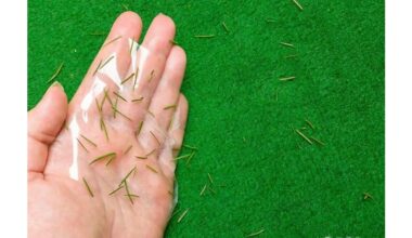 tape removes pine needles