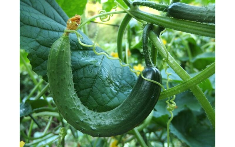 ten liter water plus additive