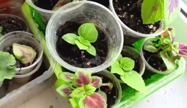 three january sowing plants