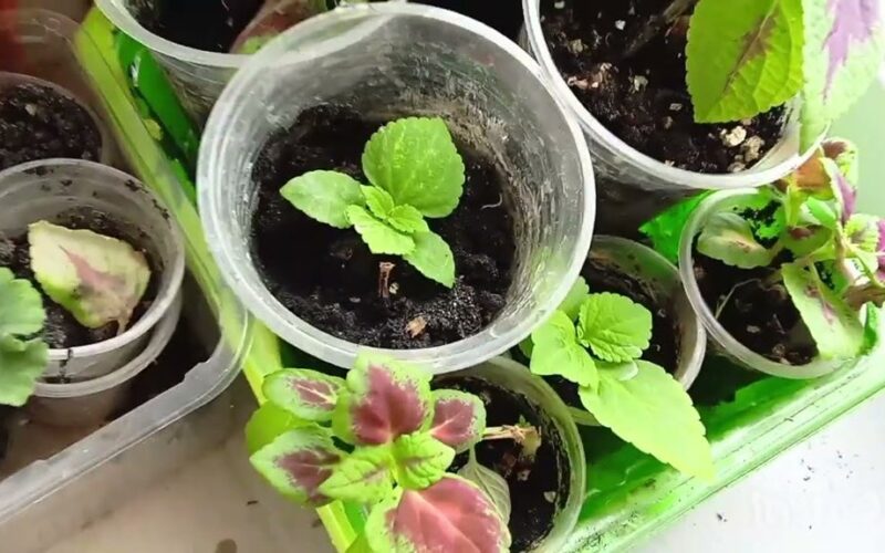 three january sowing plants