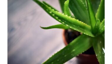 three rules for thriving aloe