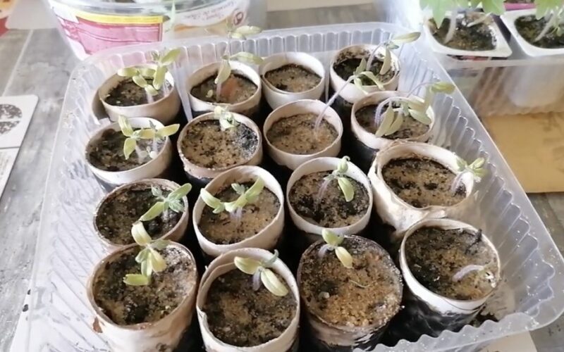 tualetinio popieriaus ritinėlio gudrybės