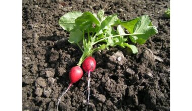 triple early radish yield