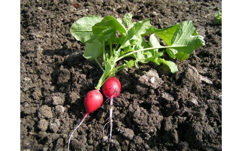 triple early radish yield