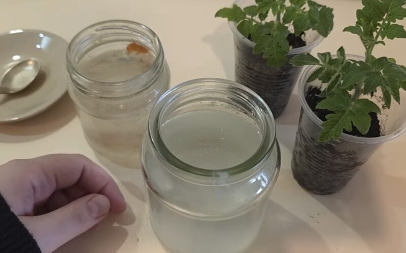 validol dosed water yields tomatoes