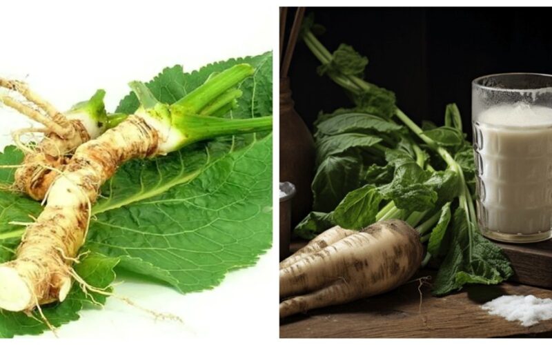 versatile horseradish for home