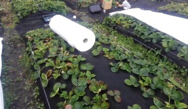 wait for two signals