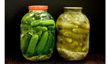 balta plėvelė ant agurkų