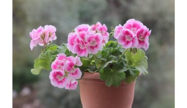 winter blooming geranium secret