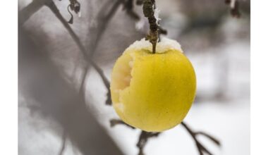 winter garden insulation techniques