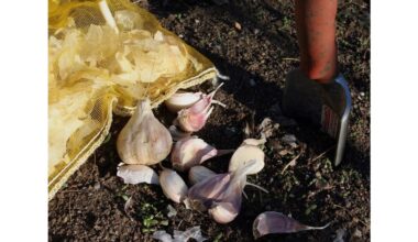 winter garlic too late