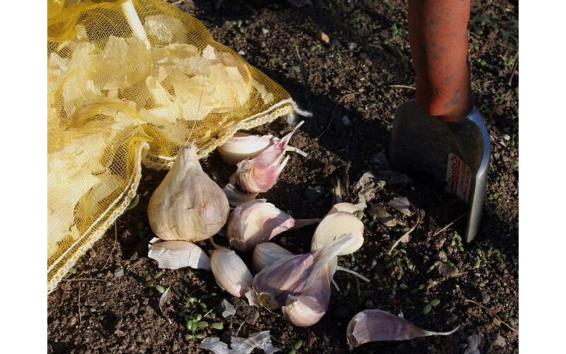 winter garlic too late