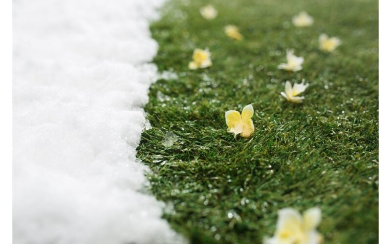 winter lawn care tips