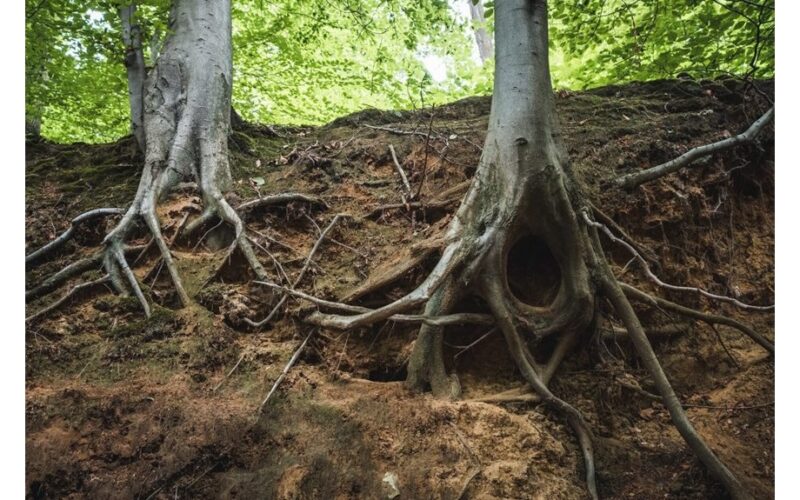 winter root rot rescue