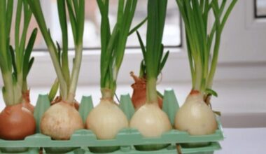 year round onion greens envy