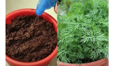 year round weekly dill harvest