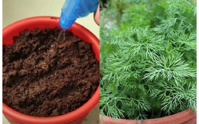 year round weekly dill harvest