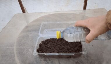 5 minučių pasidaryk pats mini šiltnamis