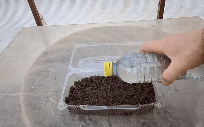 5 minučių pasidaryk pats mini šiltnamis