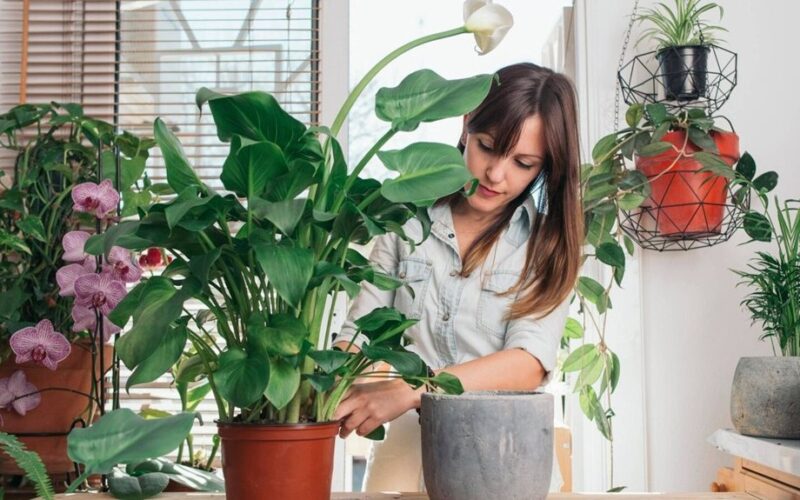 pridėtas centas sukėlė šiltnamio efektą