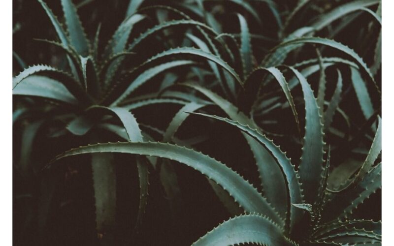 alavijų pagrindu pagamintos vazoninių augalų trąšos receptas