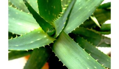 alavijas įgyja baobabo stiprybę