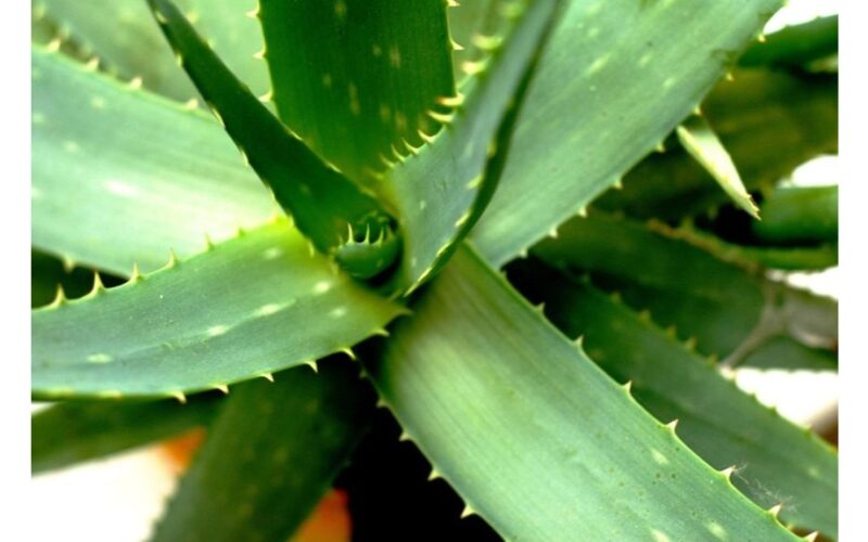 alavijas įgyja baobabo stiprybę