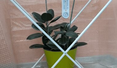 balkono džiovyklė pavirto šiltnamiu