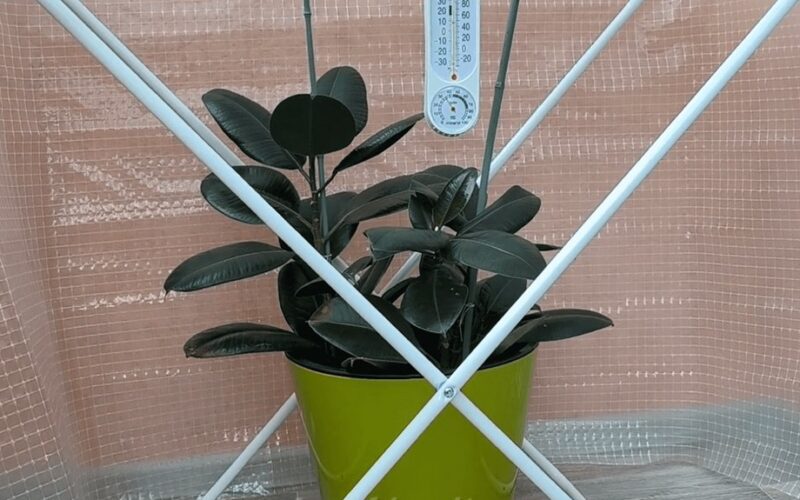 balkono džiovyklė pavirto šiltnamiu