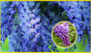 geriausi tvoros augalai vasarai