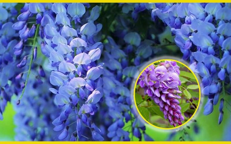 geriausi tvoros augalai vasarai