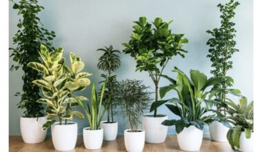 nupirkau buteliuotą vandenį dabar laistau