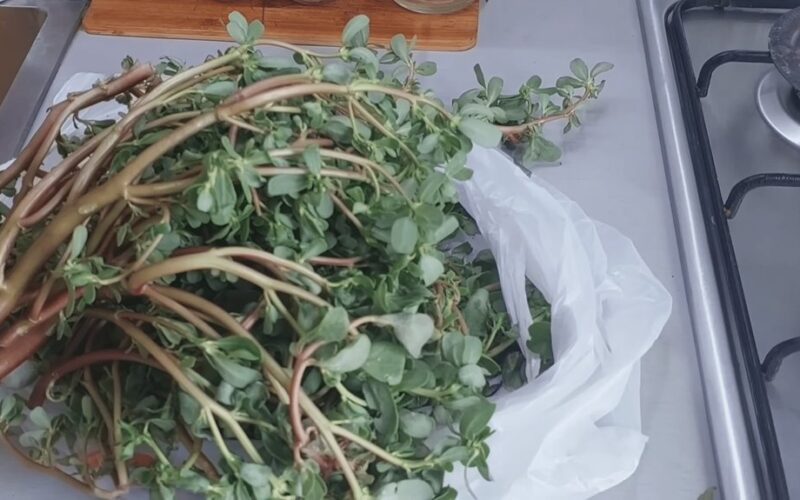 breakfast weed reversed aging