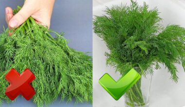 krūva šviežių krapų ir petražolių