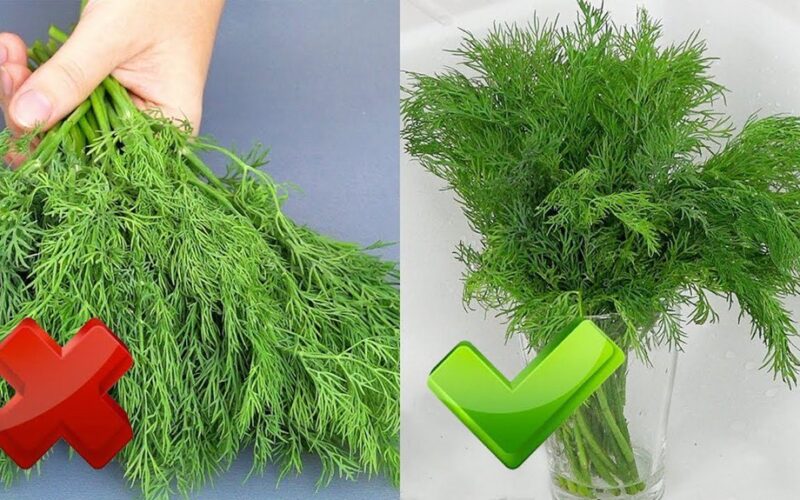 krūva šviežių krapų ir petražolių