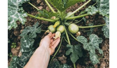 nupirkite du litrus pieno