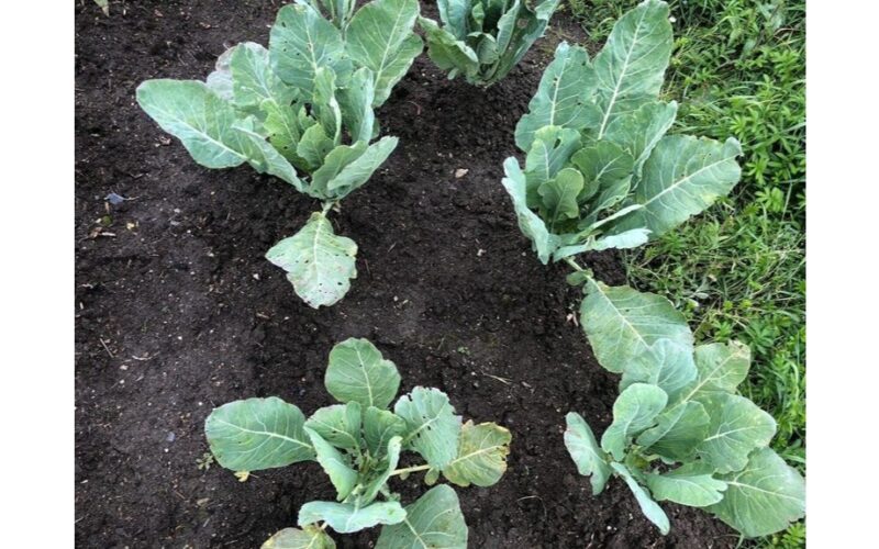 kopūstas nepalo žolė apžvalga