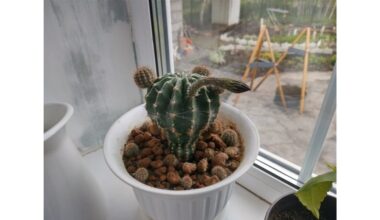 kaktusas staiga pūva gelbėjimas