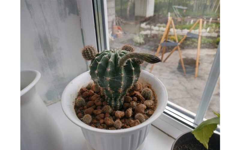 kaktusas staiga pūva gelbėjimas