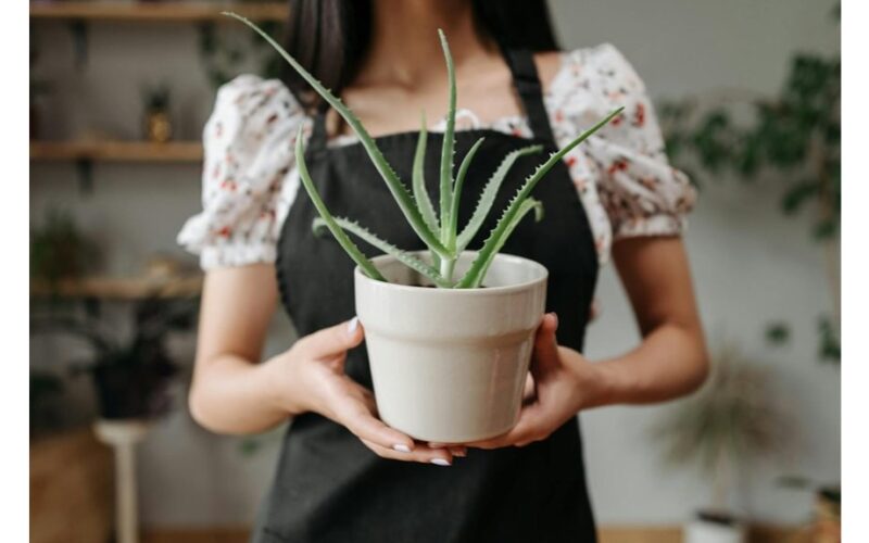 rūpinimasis močiutės alijošiumi