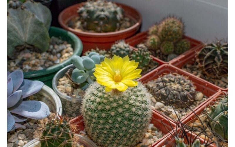 pigi vaistinės tabletė atgaivinta kaktusas