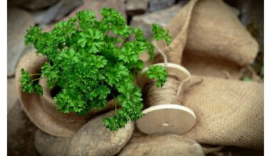 smulkinti petražolės be peilio