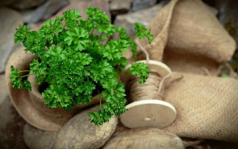 smulkinti petražolės be peilio