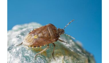 išvalykite kiekvieną kampelį kruopščiai