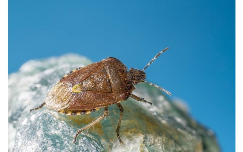 išvalykite kiekvieną kampelį kruopščiai