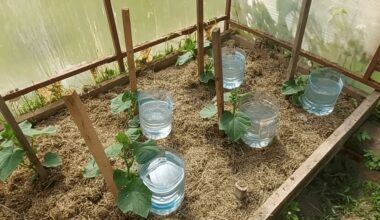 medvilninė krapštukė savarankiškai laistomas sodas