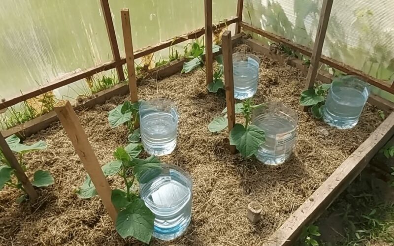 medvilninė krapštukė savarankiškai laistomas sodas