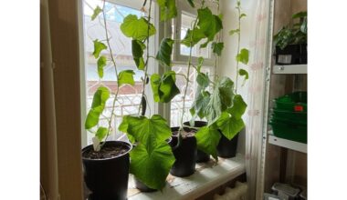 agurkai nesitempia palaistyti du kartus